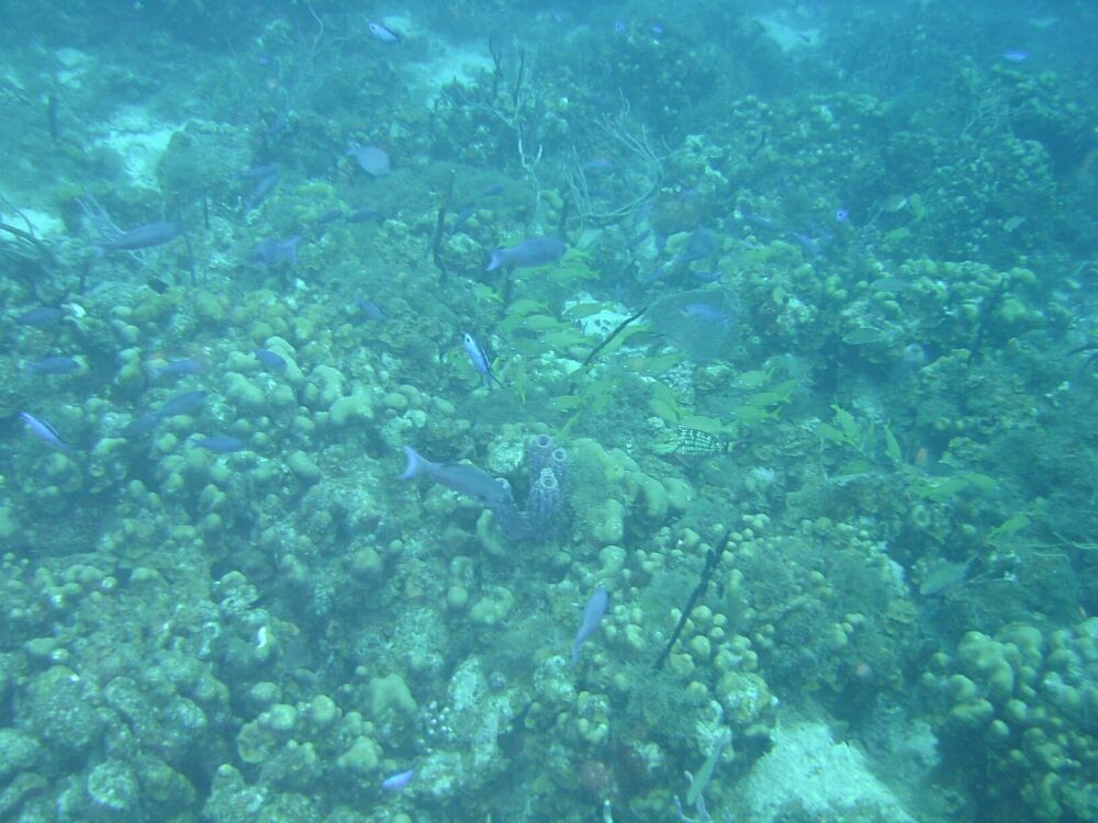 D:\photos\St_Thomas\Andre_Reef\DSC02237r.jpg