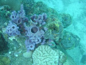 D:\photos\St_Thomas\Andre_Reef\DSC02243r.jpg
