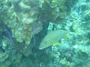 D:\photos\St_Thomas\Andre_Reef\DSC02264r.jpg