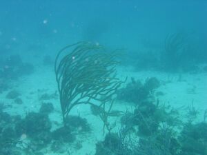 D:\photos\St_Thomas\Andre_Reef\DSC02267r.jpg