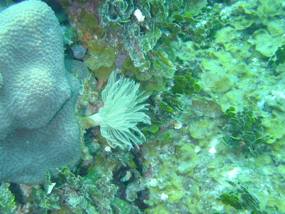 D:\photos\St_Thomas\Sprat_Reef\DSC02225r.jpg