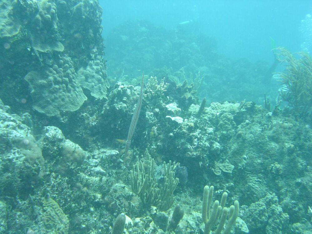 D:\photos\St_Thomas\Limestone_Reef\DSC02317r.jpg