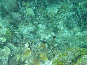 D:\photos\St_Thomas\Limestone_Reef\DSC02311r.jpg