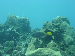 D:\photos\St_Thomas\Limestone_Reef\DSC02320r.jpg
